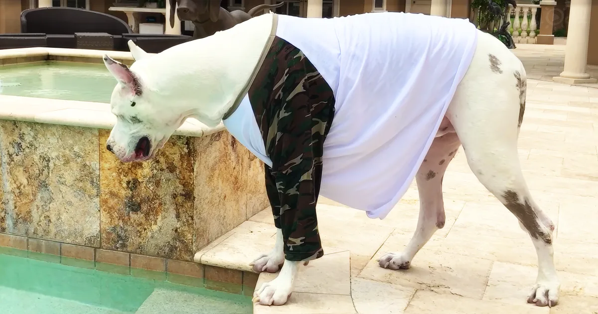 A large white dog wearing a white shirt and camouflage pants is standing near a pool.