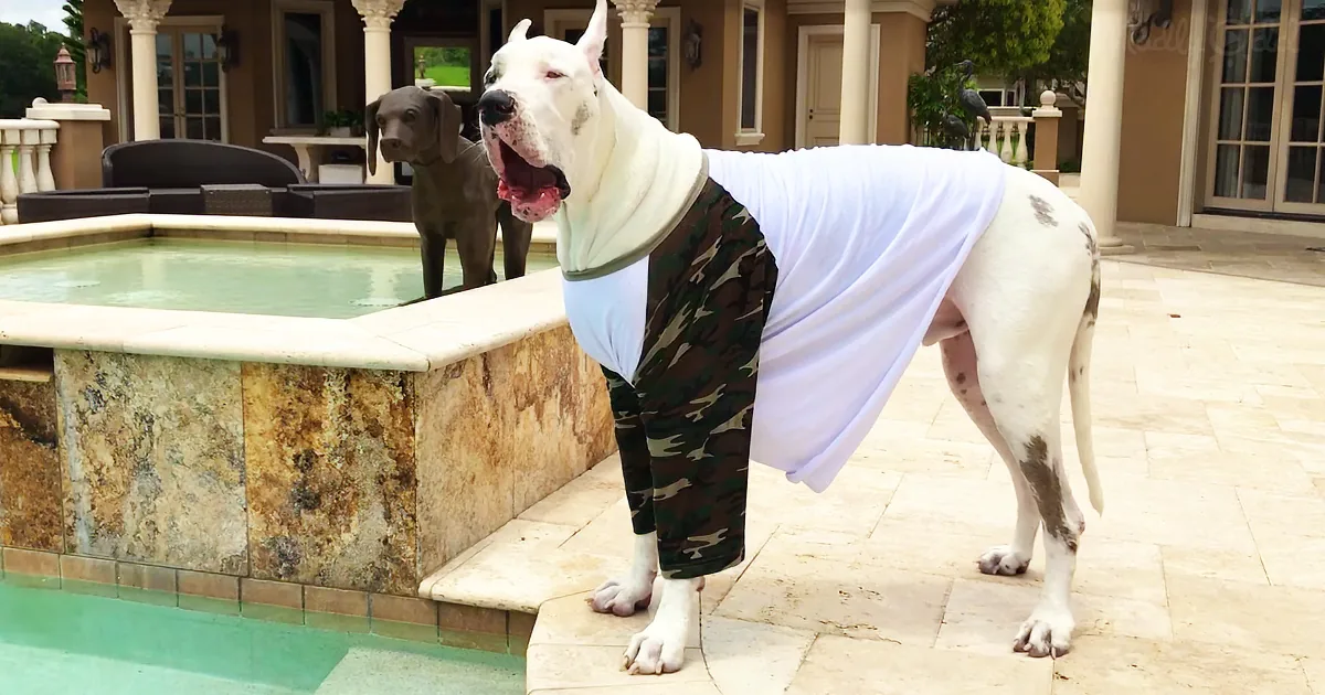 A large white dog wearing a white and camouflage outfit stands near a pool, with another dog in the background.