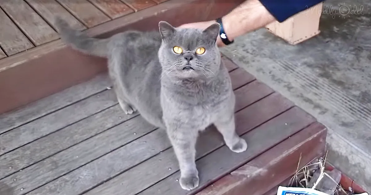 Little Cat Surprises Everyone With His Strange Way of Appreciating a Scratch on the Back