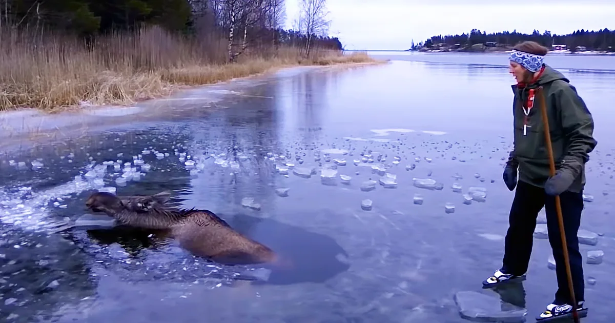 Helpless Moose Falls Through the Ice and Gives up All Hope, but Watch What This Brave Woman Does