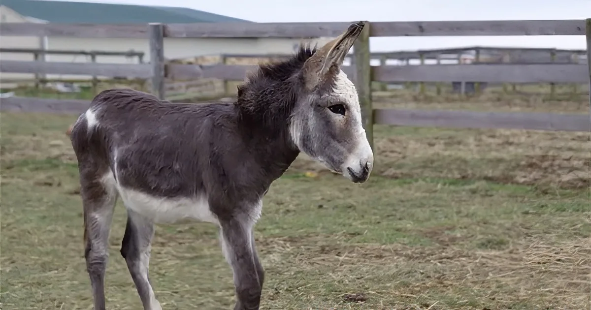 A donkey stands in a grassy field with a wooden fence and a building in the background.