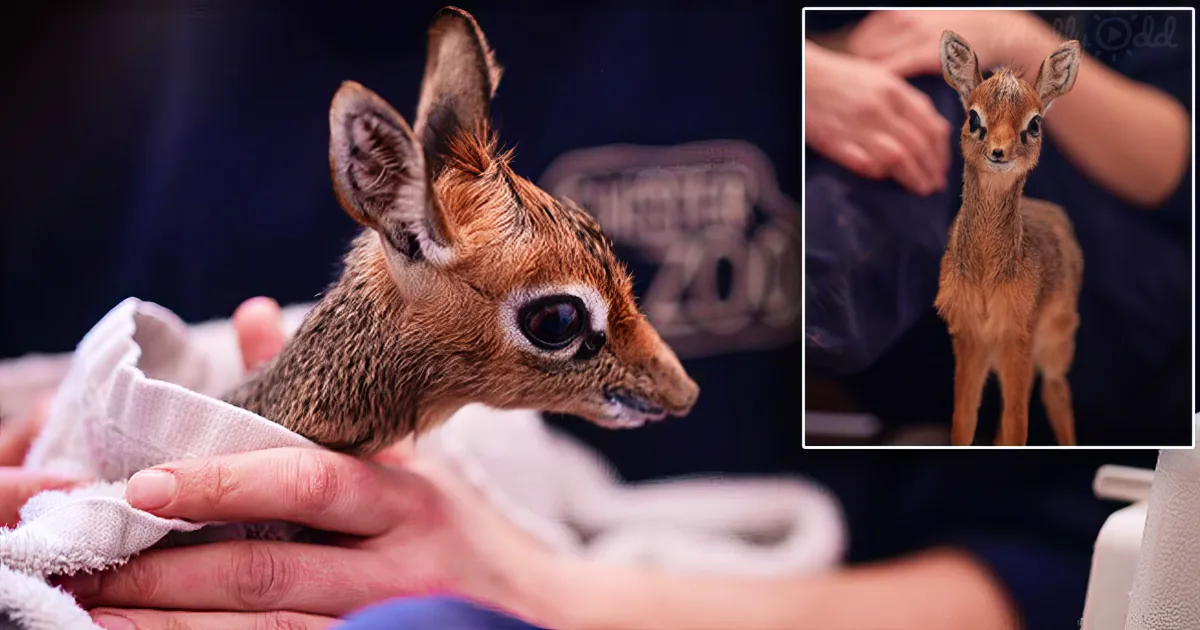A baby dik-dik antelope being held and wrapped in a towel by someone.