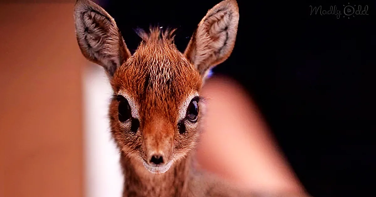 7-Inch-Tall Orphaned Baby Antelope Spreads Cheer to Everyone in His Path