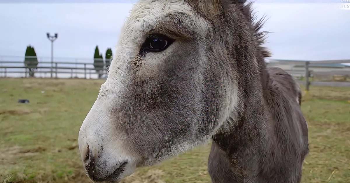 A close-up of a donkey's face with a grassy field and fence in the background.