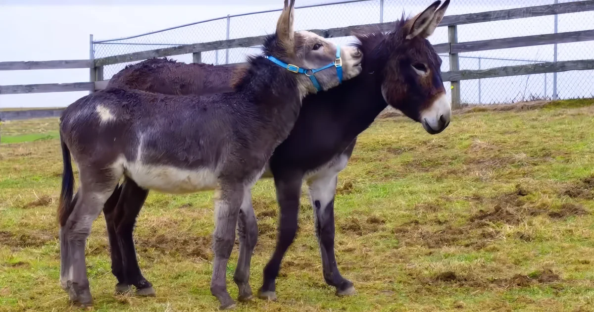 Two donkeys stand close, one wearing a blue halter, in a grassy field with a wooden fence in the background.