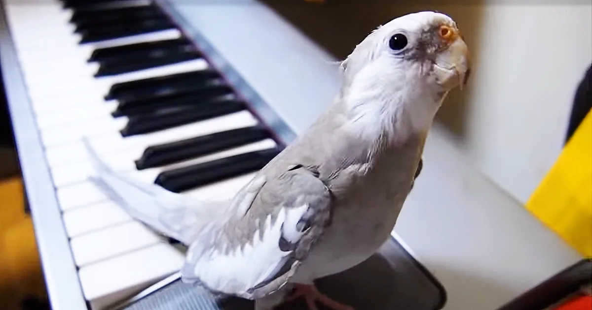 Very Friendly Cockatiel Sits Down at Piano -- Stuns Everyone With His Next Move