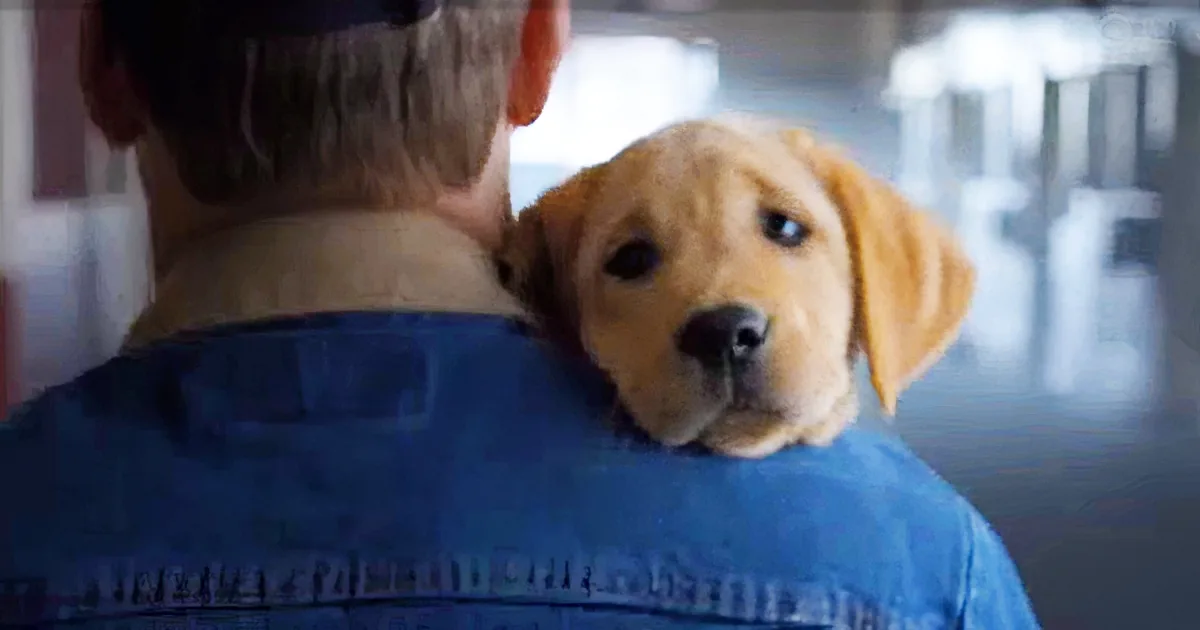 A person in a blue shirt holds a small, light brown puppy on their shoulder.