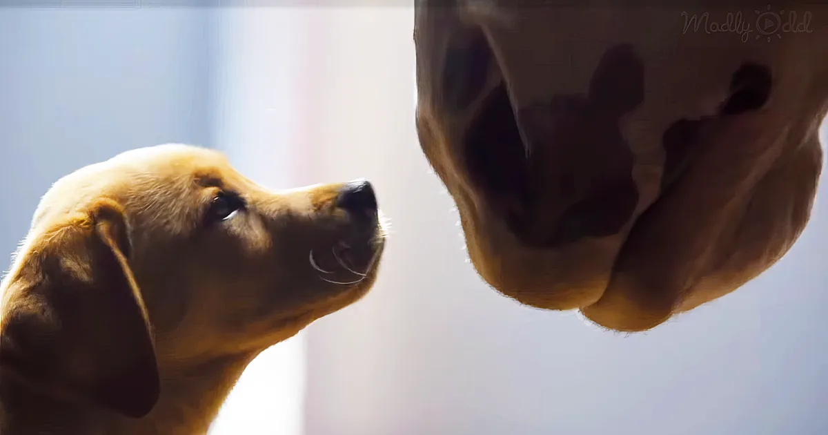 puppy and horse