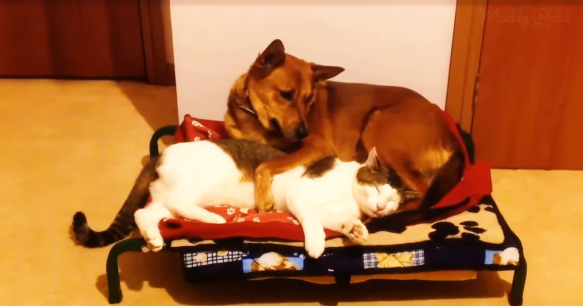 Dog and Cat