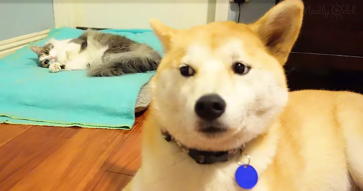 A Shiba Inu dog with a collar and tag looks directly at the camera while a cat rests on a blue blanket in the background.