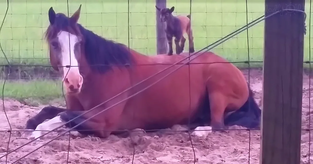 I Thought Baby Goats Couldn't Get Any Cuter, but Then I Saw This
