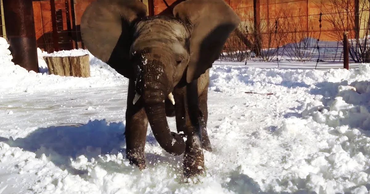 Zoo Is Closed Due to Snow Storm. but Inside, Cameras Capture Magical Playtime in the Snow
