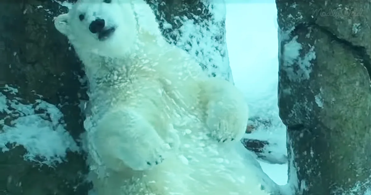 A polar bear cub stands on ice, surrounded by snow-covered rocks, looking up.