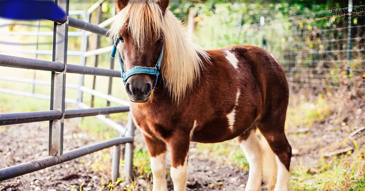 Mini-Horse Derby Is a Demonstration of Sheer Joy by These Tiny Horses