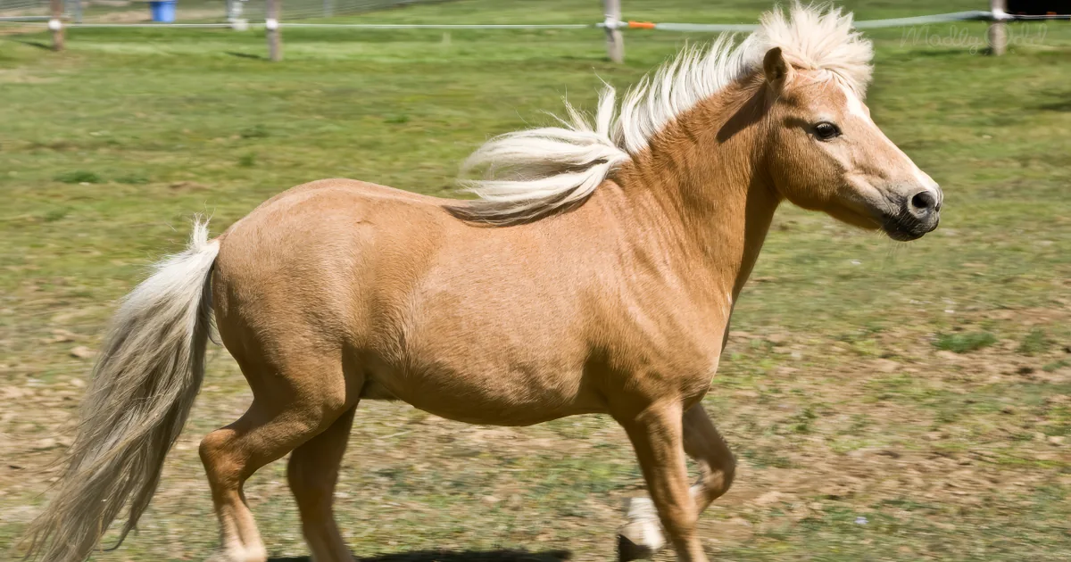 A light brown horse with a white mane and tail runs across a grassy field.