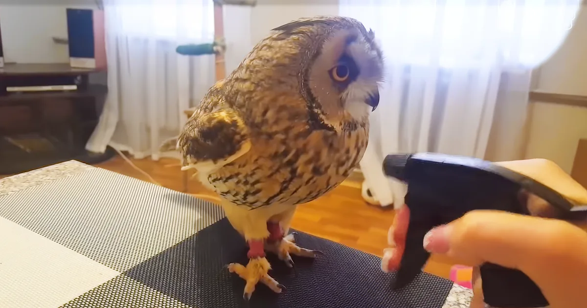 An owl perched on a mat, being fed by a hand holding a syringe.
