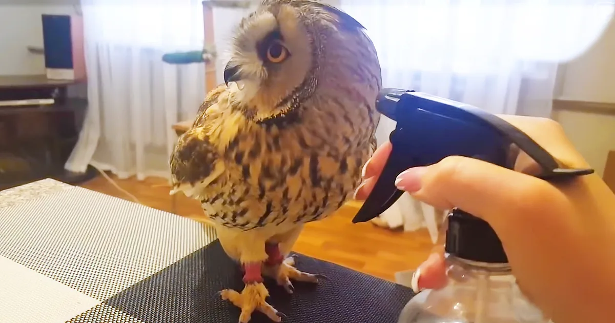 Tiny Owl Getting a Squirt Bottle Bath Will Make Your Day