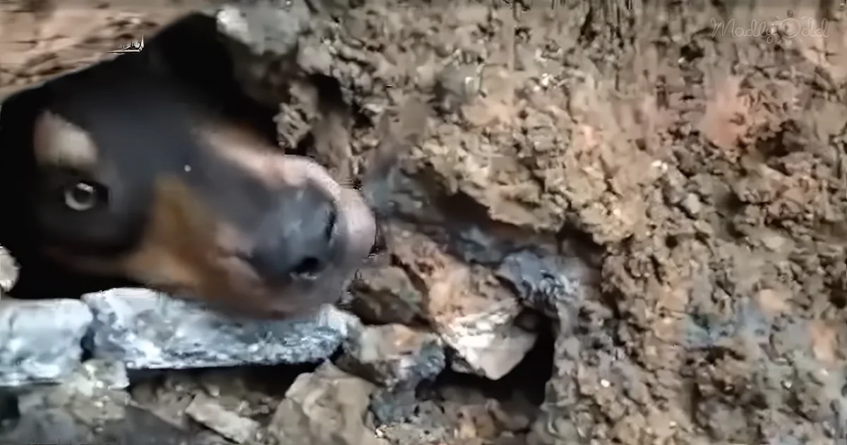 A dog with a black and brown coat is partially buried in dirt and rocks, looking up.