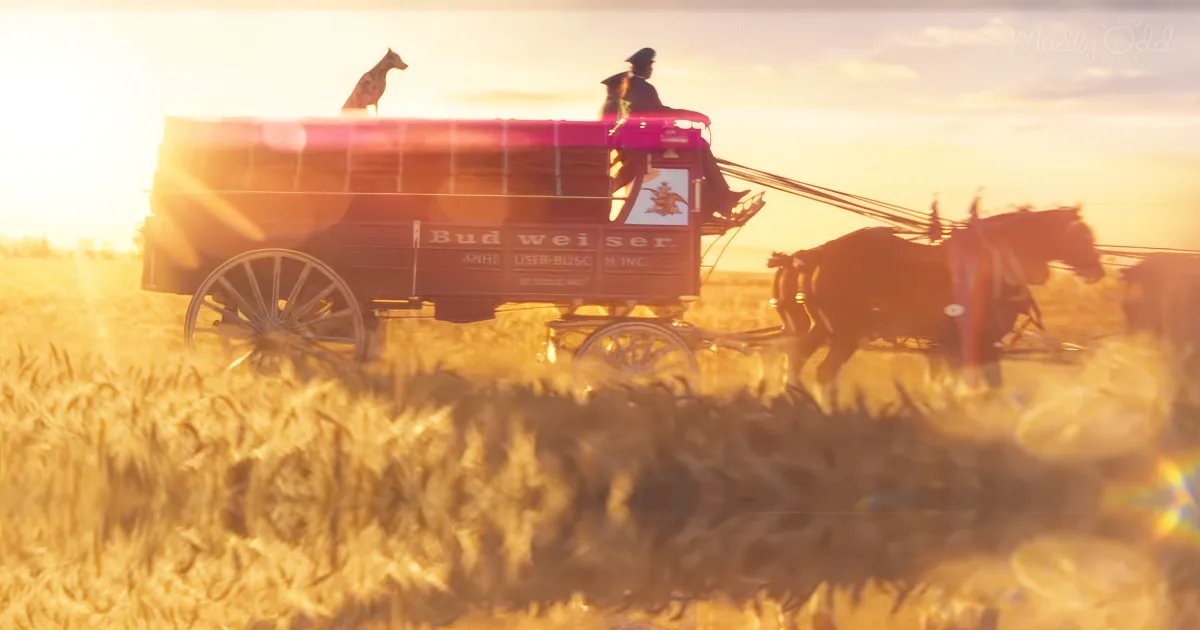 Budweiser 2019 Super Bowl Commercial
