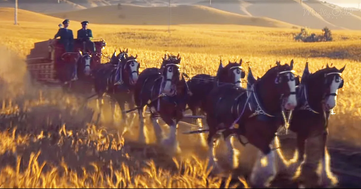 Horses pull a carriage through a golden field, two men in uniform riding atop.