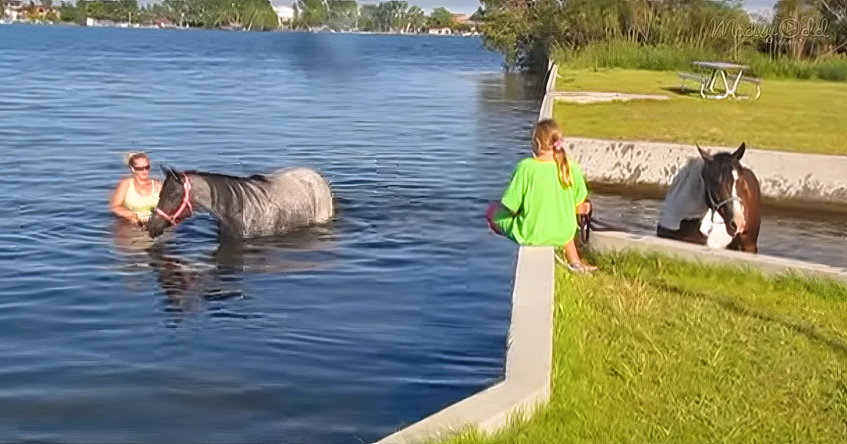 Horses playing in water