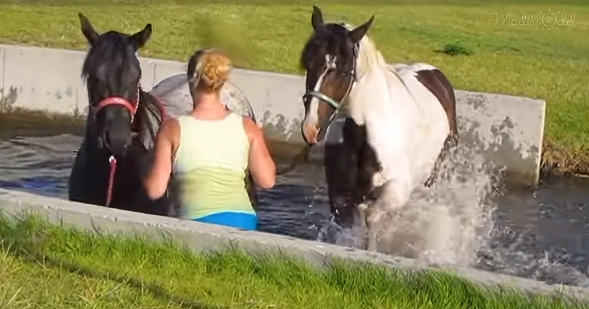A woman stands in a shallow pool with two horses, one black and one white, both wearing halters.