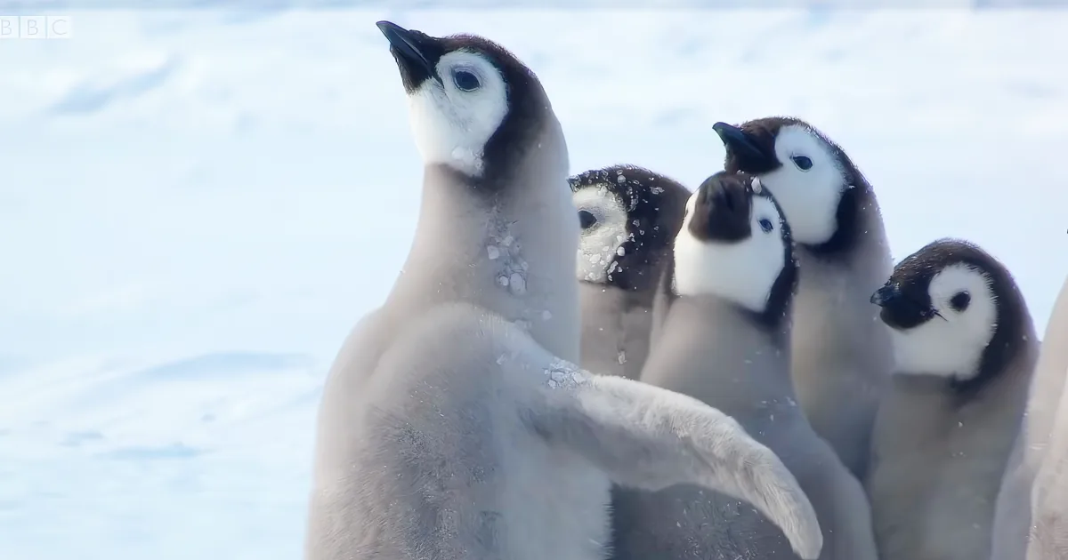 A group of penguin chicks stands together on snow, with one chick in the foreground raising its wing.