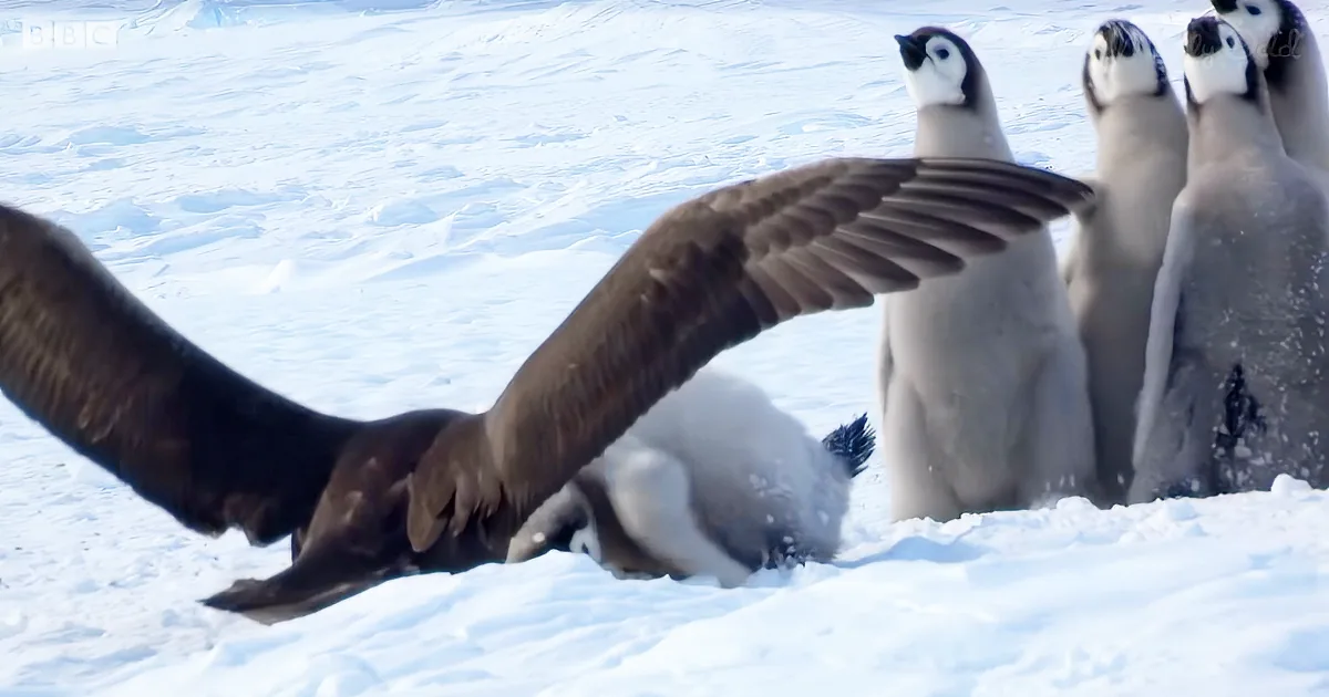 A penguin is being attacked by a large bird with outstretched wings in a snowy environment.