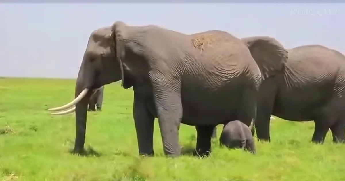 A large elephant with prominent tusks stands on a grassy field, surrounded by other elephants.