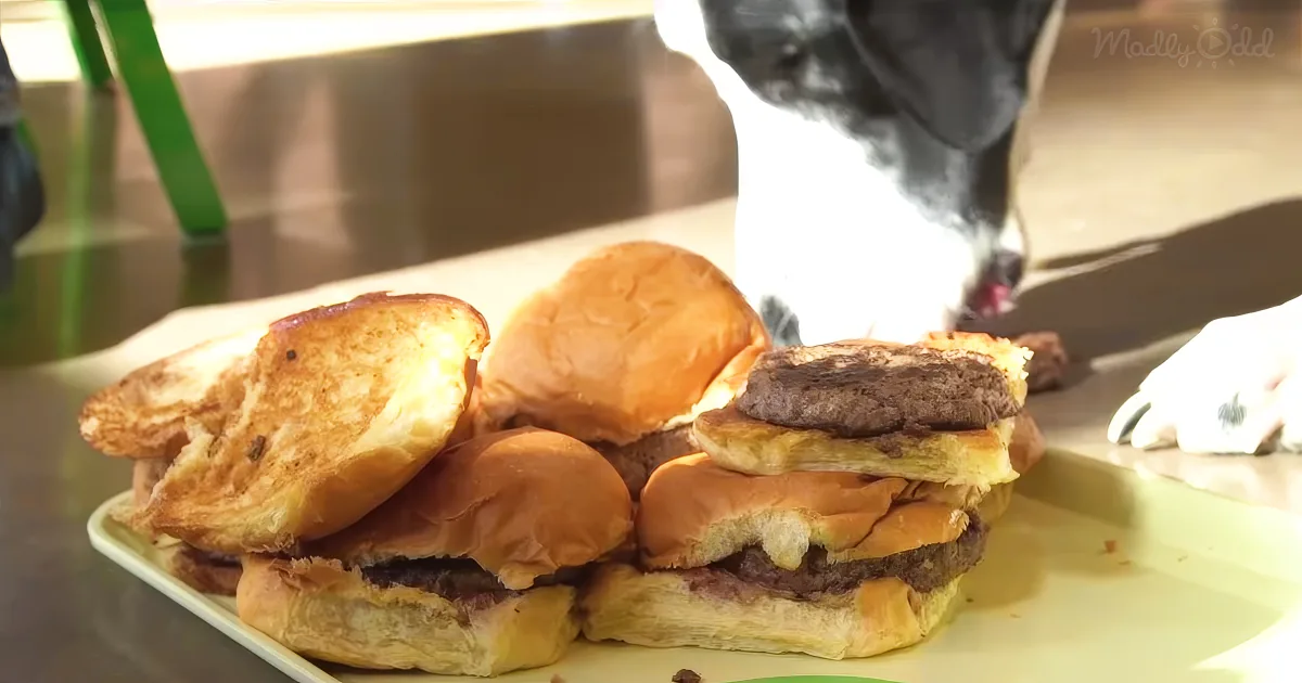 dog eating hamburgers
