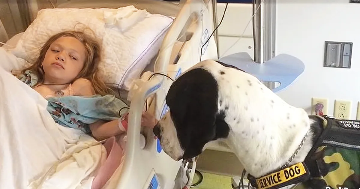 Sick Little Girl Rewards Her Great Dane Service Dog With a Surprise for Helping Her Walk Again