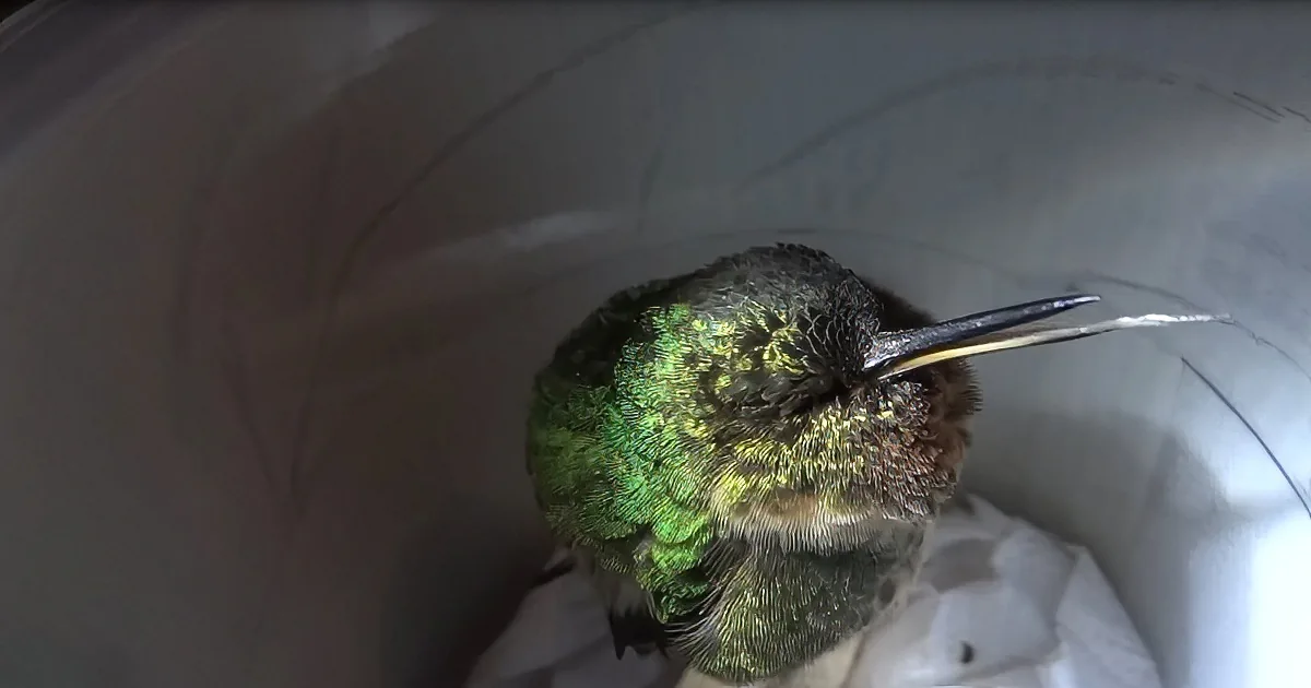 A green hummingbird with a long beak is perched inside a white plastic container.