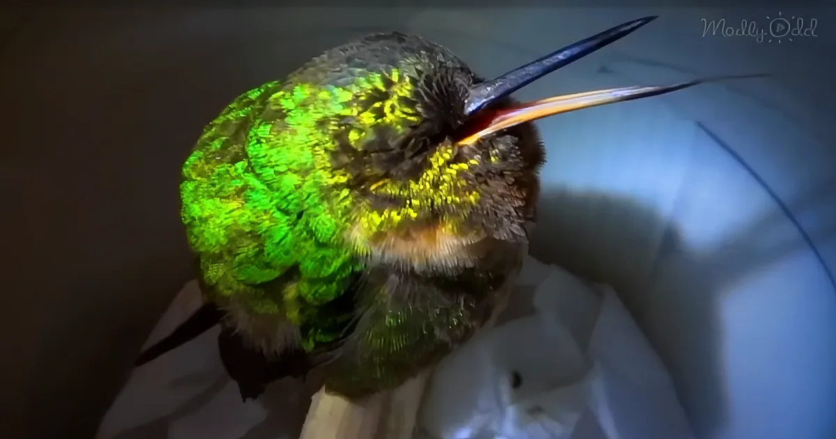The Sound of This Tiny Sleeping Hummingbird Snoring Will Melt Your Heart