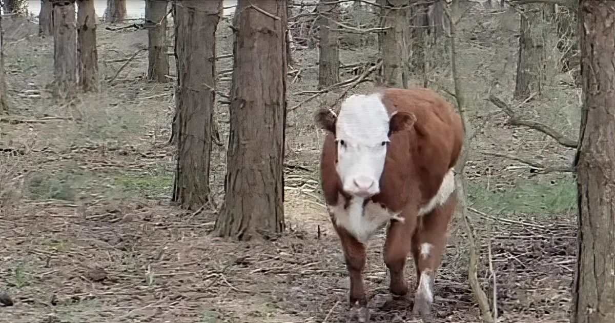 A brown and white cow stands in a forested area with trees and scattered leaves.