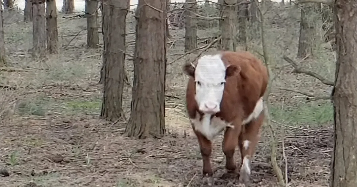 Calf Escapes Slaughterhouse and Is Raised by Deer Family in Snowy Woods