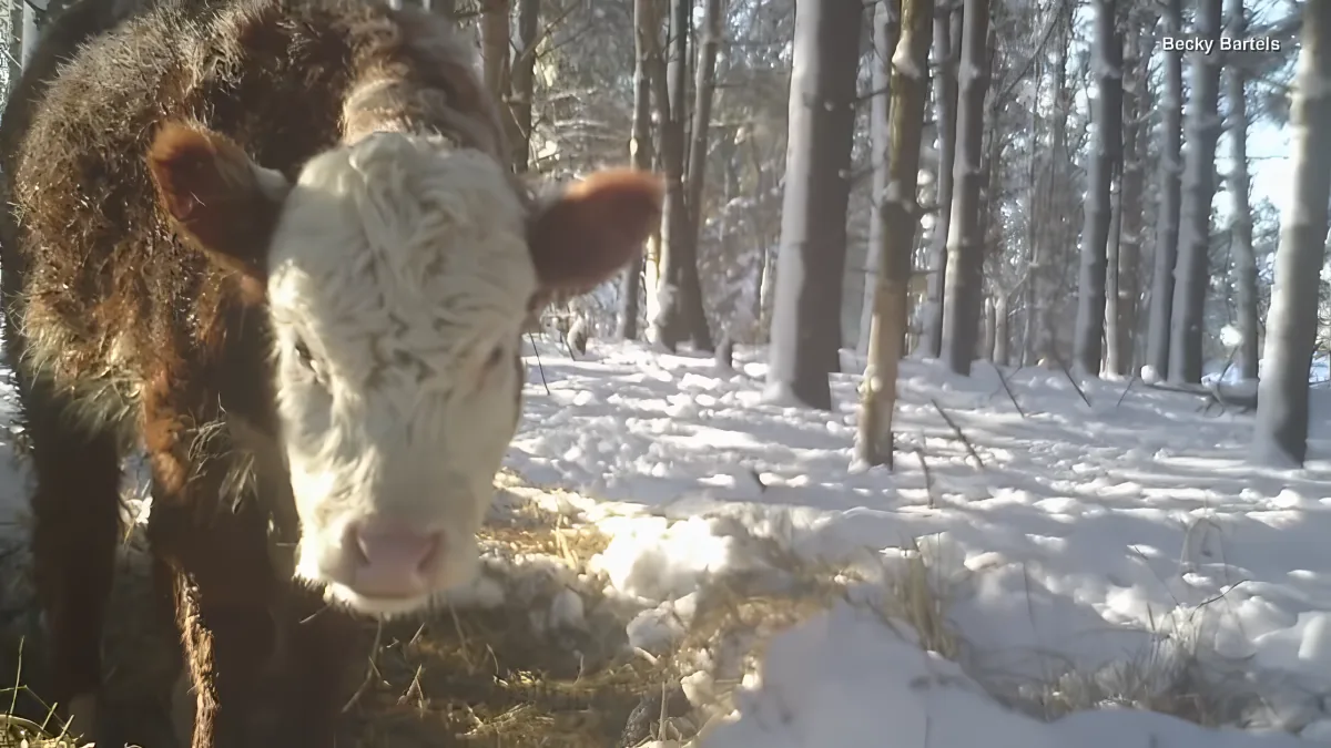 A cow with a white face and brown spots stands in a snowy forest, surrounded by tall trees.