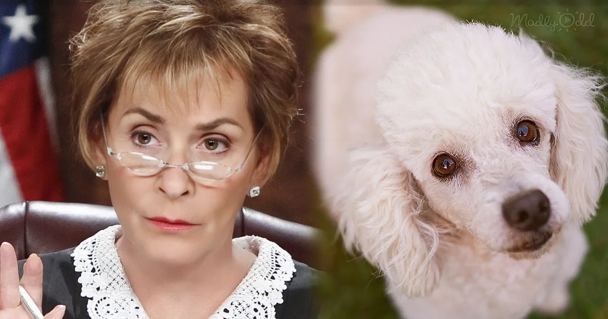 Judge Judy Lets Stolen Dog Loose in Courtroom so He Can Pick out Who His Real Owner Is