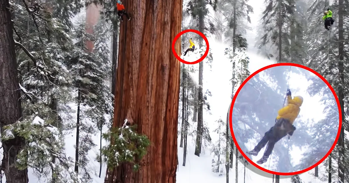 This Massive 3,000-Year-Old Tree in a Snow Storm Is Almost Too Awesome to Be Real