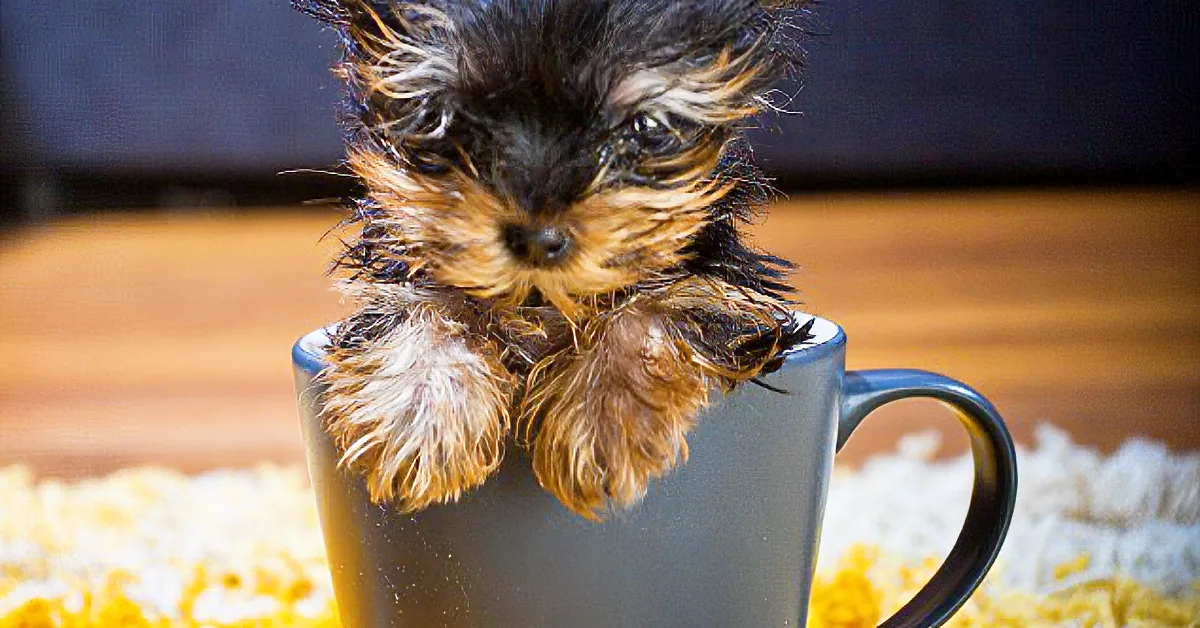 A small, fluffy Yorkshire Terrier puppy is perched inside a gray mug, surrounded by popcorn.