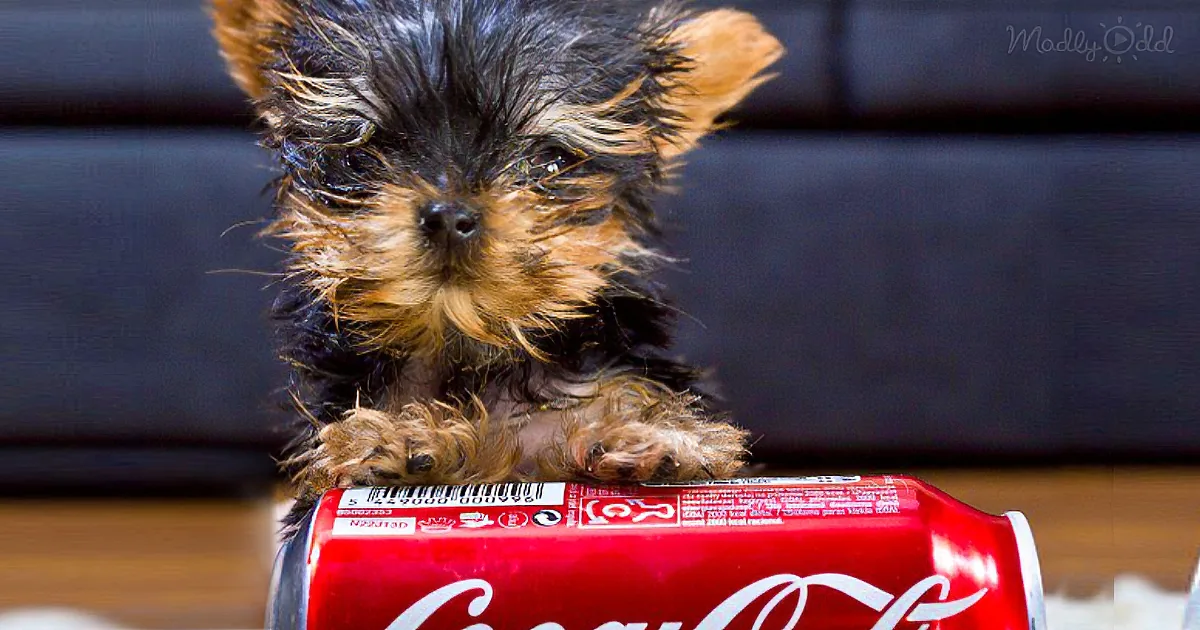At 3.25 Ounces, Teeny-Tiny Terrier Might Be the World's Smallest Dog