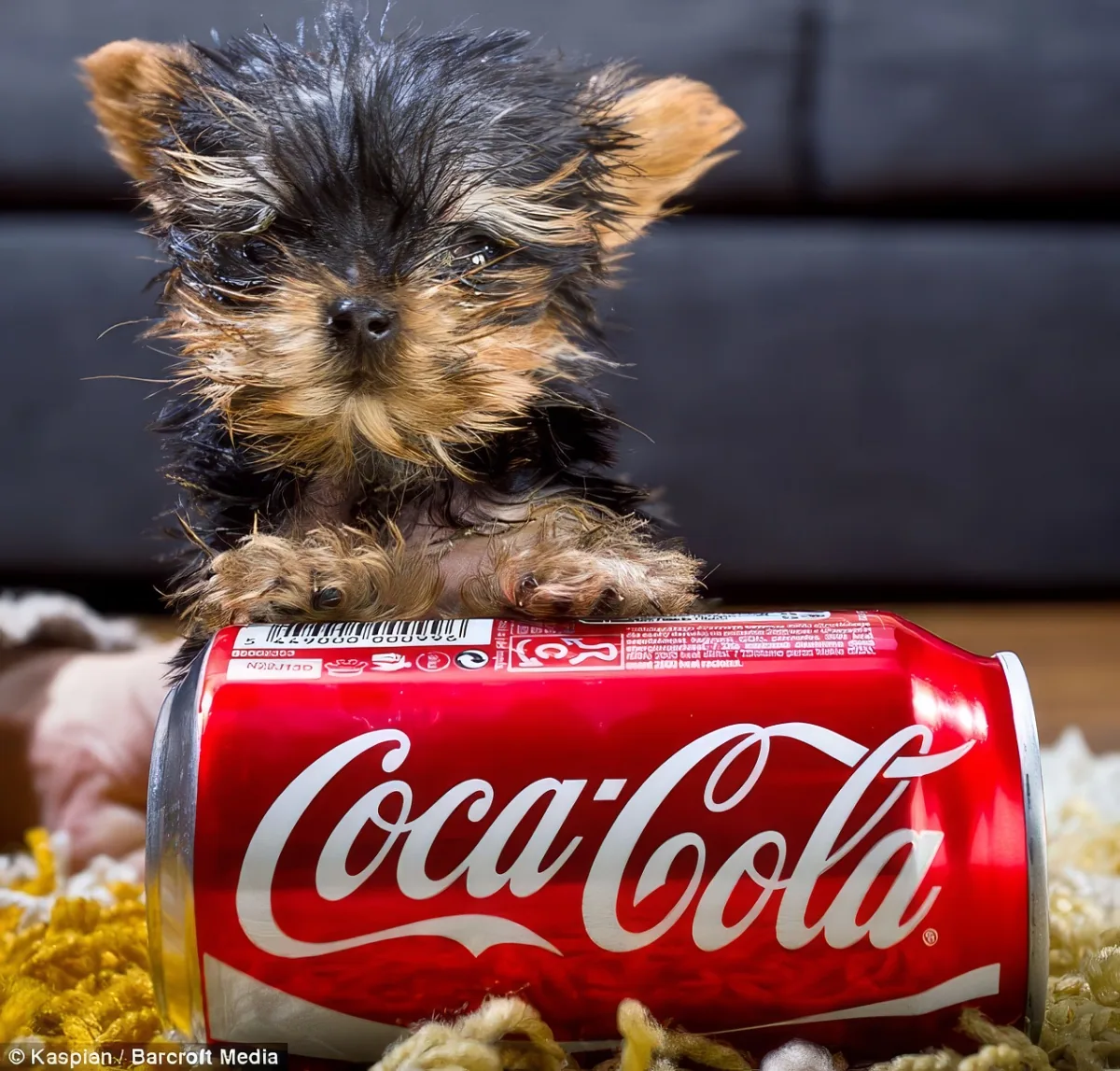 A tiny Yorkshire Terrier puppy sits atop a Coca-Cola can, surrounded by shredded paper.