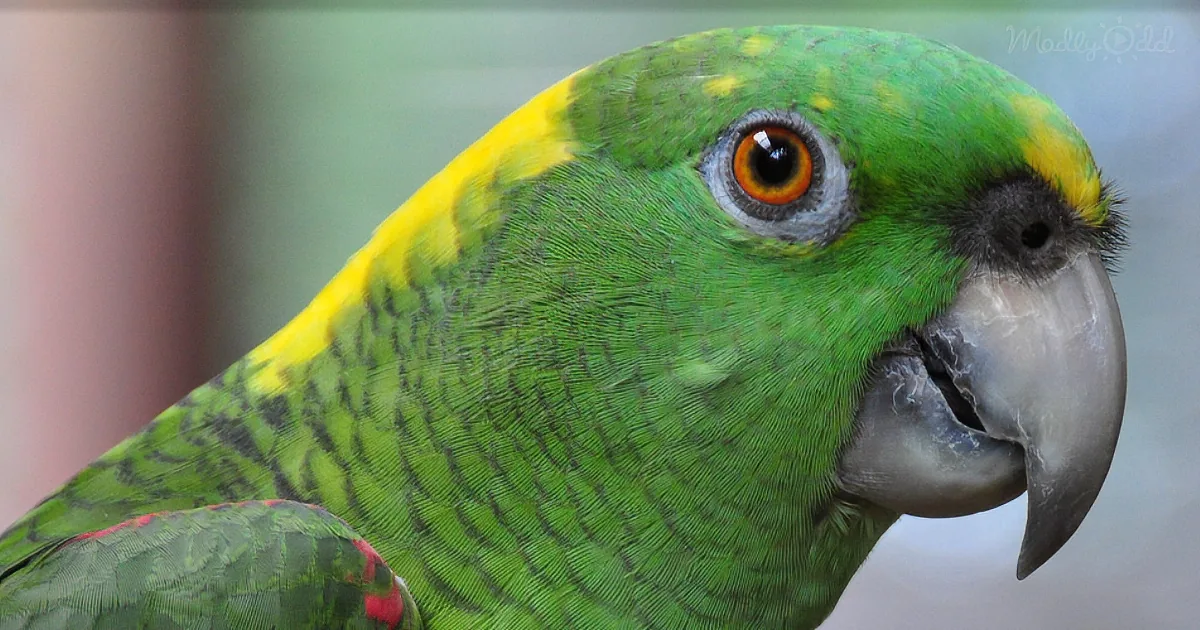 You'll Be in Tears Over This Parrot Hysterically Singing 'Margaritaville'