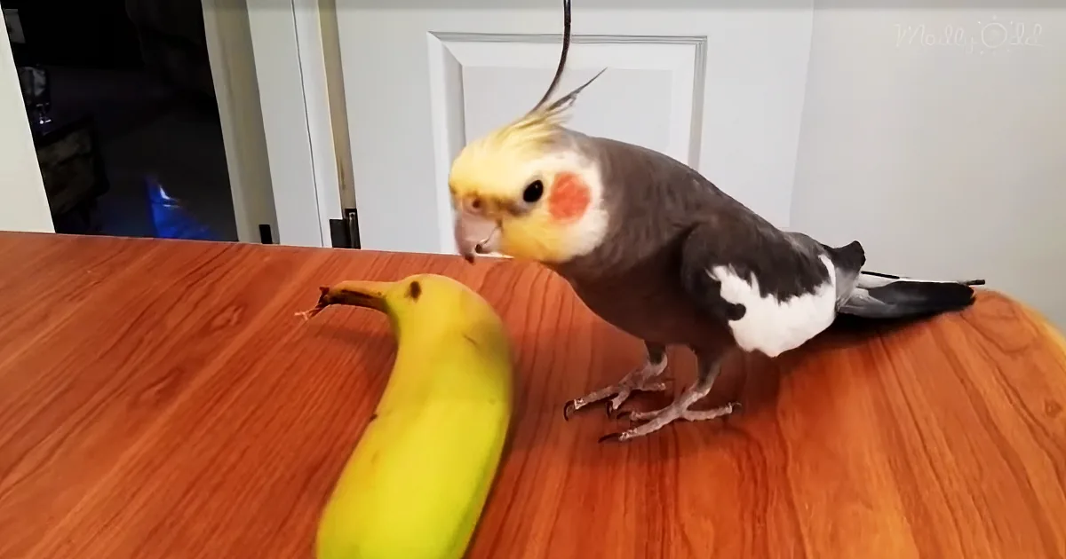 Cockatiel Has a Hilarious Rendition of 'if You're Happy and You Know It' -- Watch How She 'Claps' Her Hands, Too Cute!
