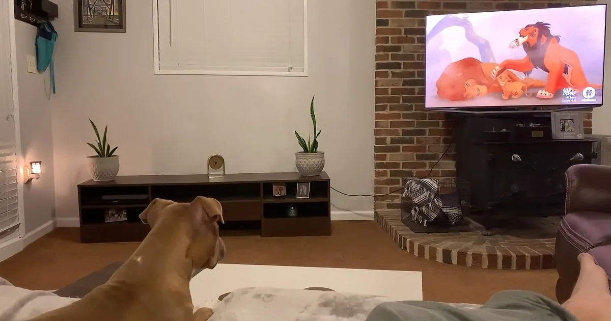 Pit Bull Puppy Can't Stop Watching 'The Lion King' -- Gets so Emotional During Heartbreaking Scene