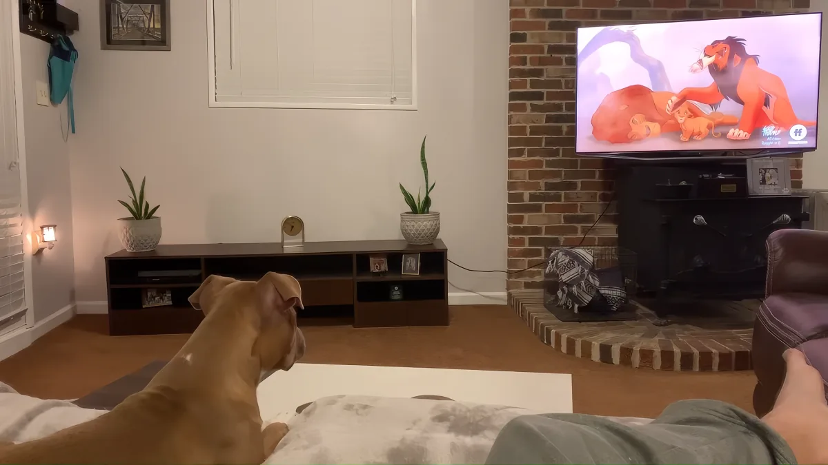 Pitt Bull - Lion King