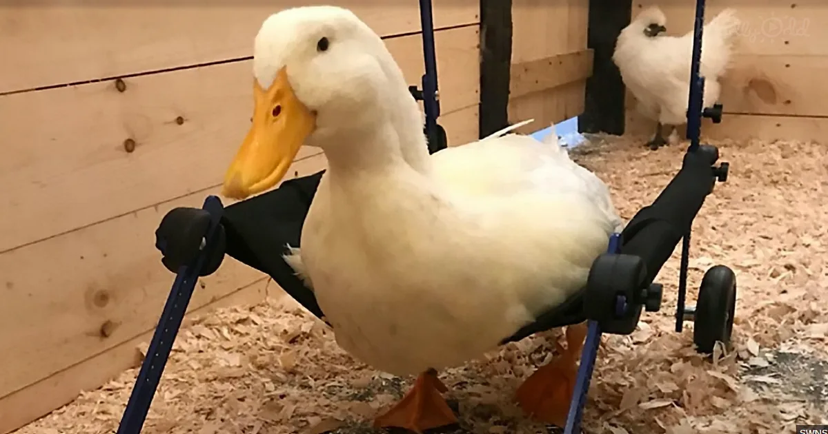 A white duck with a yellow beak and orange feet is using a wheelchair in a wooden enclosure.