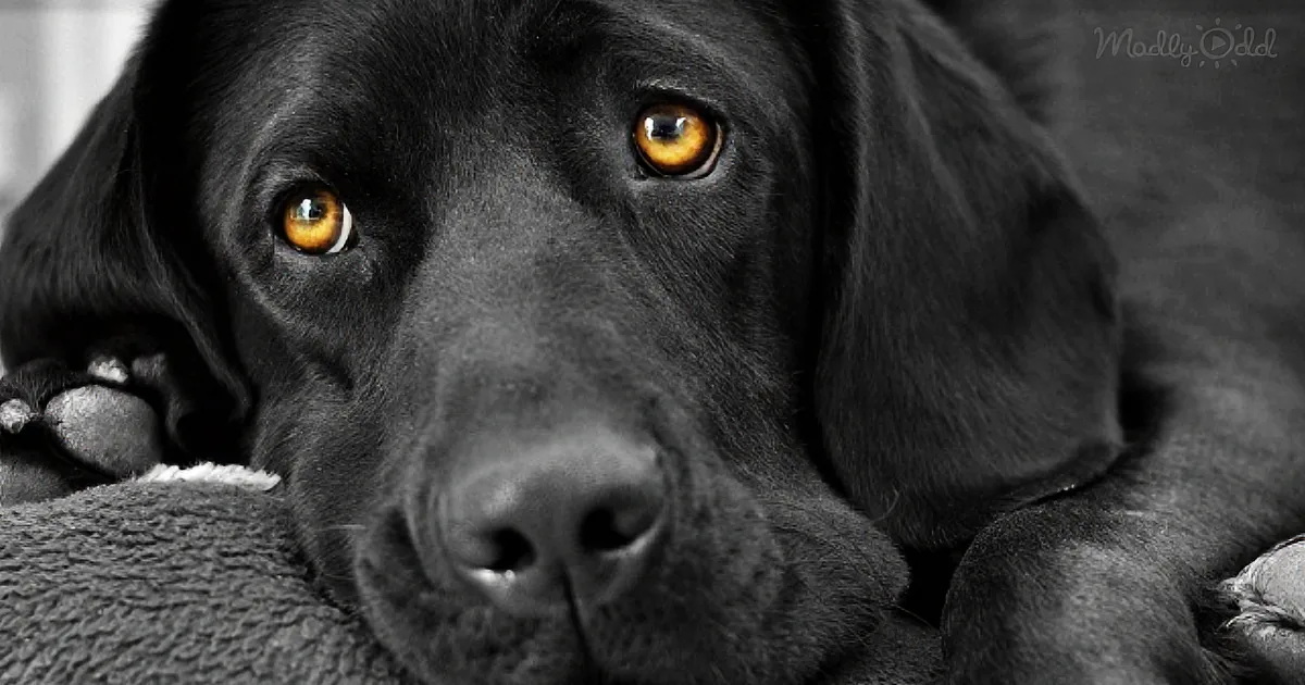 Baby Couldn't Tell His Parents About Babysitter Abuse Nightmare -- but Their Dog Could