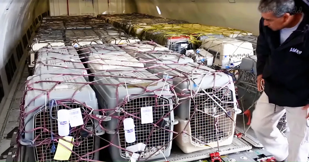 92 Military K9s Are Coming Home From Afghanistan After a Job Well Done