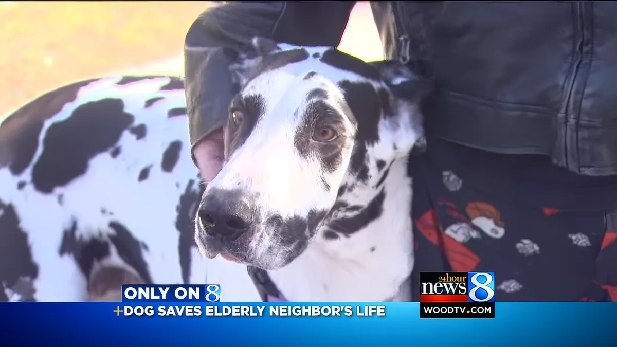 A black-and-white dog with a concerned expression is being held by a person in a leather jacket.