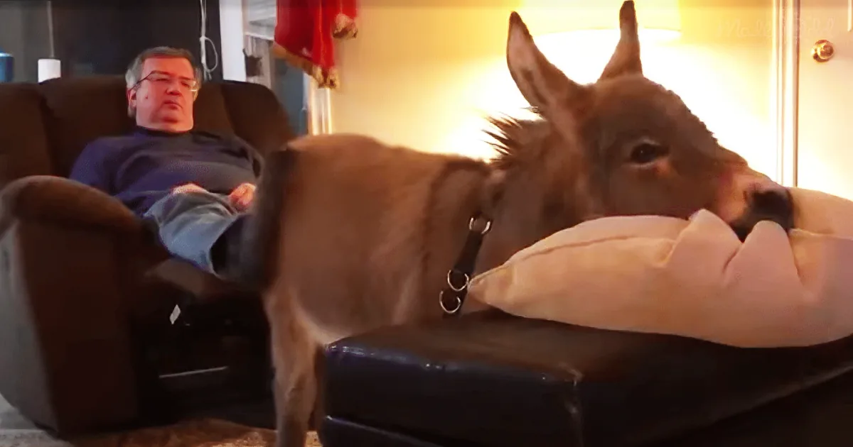 Adorable Miniature Donkey Thinks He's One of the Dogs